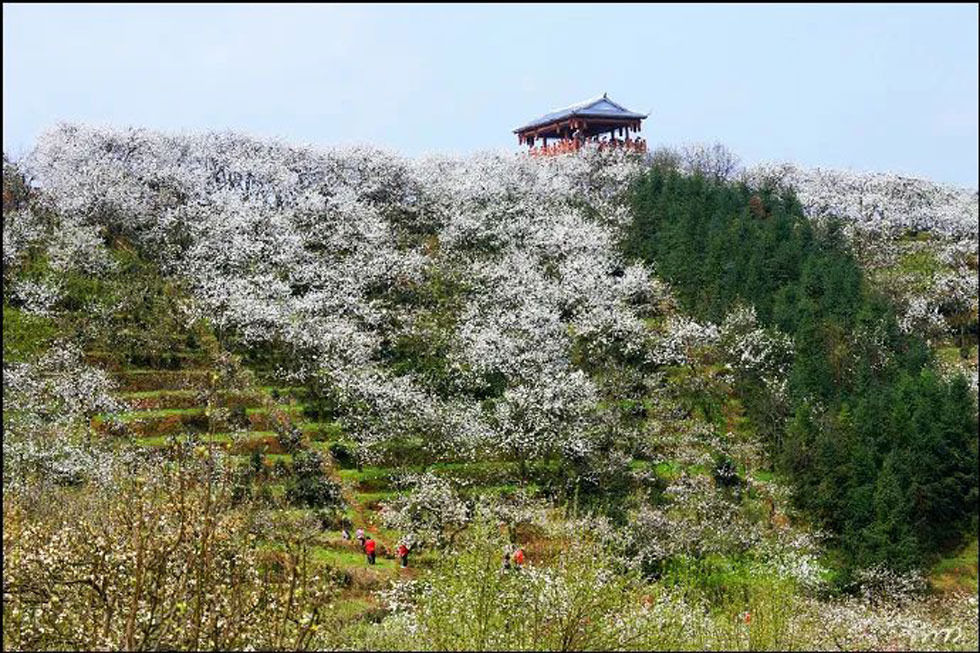 【春天，广西桂林灌阳县向您发出邀请！】我们在灌阳看梨花 - 游山玩水 - 柳州生活社区 - 柳州28生活网 liuzhou.28life.net