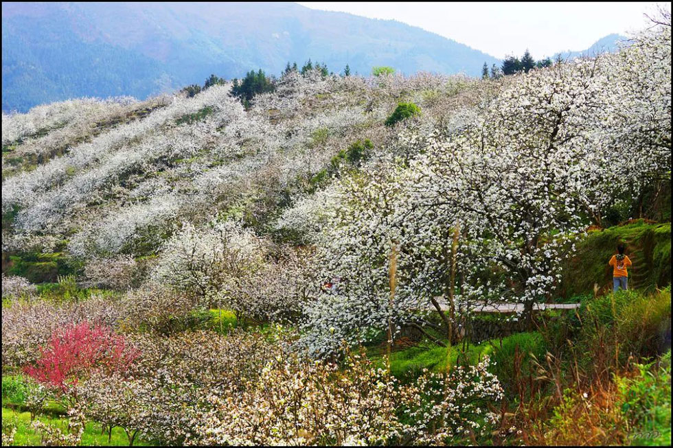 【春天，广西桂林灌阳县向您发出邀请！】我们在灌阳看梨花 - 游山玩水 - 柳州生活社区 - 柳州28生活网 liuzhou.28life.net