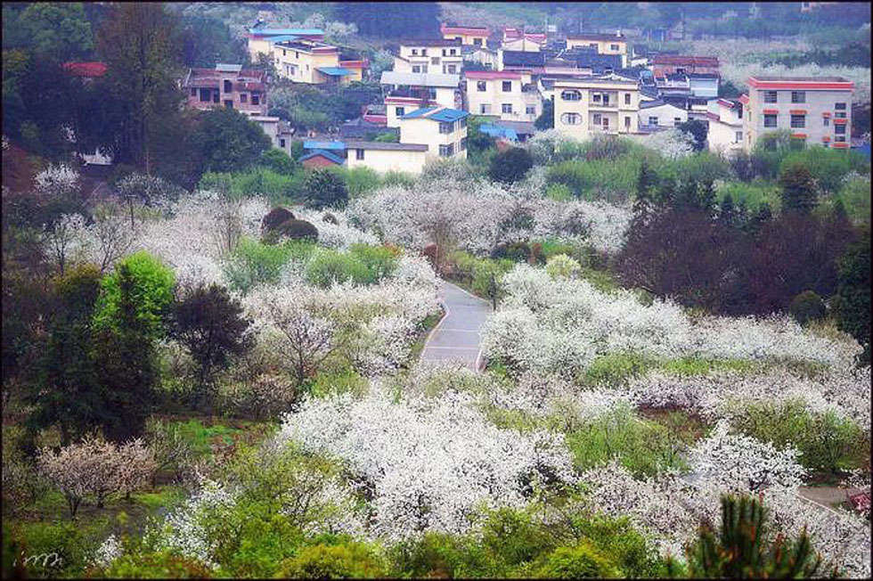 【春天，广西桂林灌阳县向您发出邀请！】我们在灌阳看梨花 - 游山玩水 - 柳州生活社区 - 柳州28生活网 liuzhou.28life.net