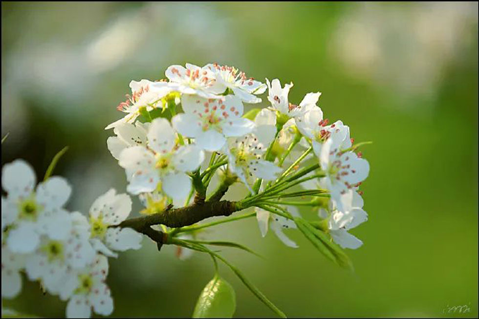【春天，广西桂林灌阳县向您发出邀请！】我们在灌阳看梨花 - 游山玩水 - 柳州生活社区 - 柳州28生活网 liuzhou.28life.net