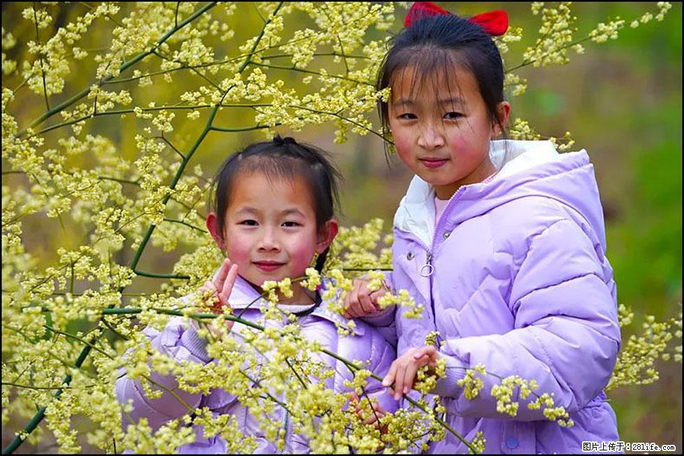 【春天，广西桂林灌阳县向您发出邀请！】米珠山前有片山苍子花在飘香 - 游山玩水 - 柳州生活社区 - 柳州28生活网 liuzhou.28life.net