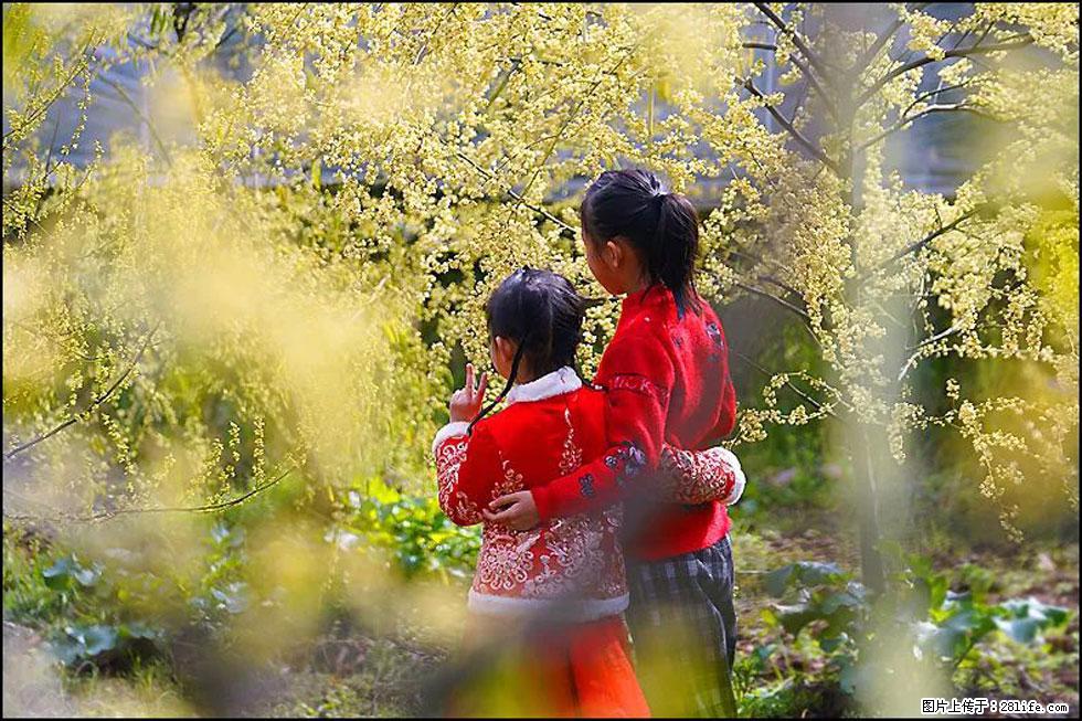 【春天，广西桂林灌阳县向您发出邀请！】米珠山前有片山苍子花在飘香 - 游山玩水 - 柳州生活社区 - 柳州28生活网 liuzhou.28life.net