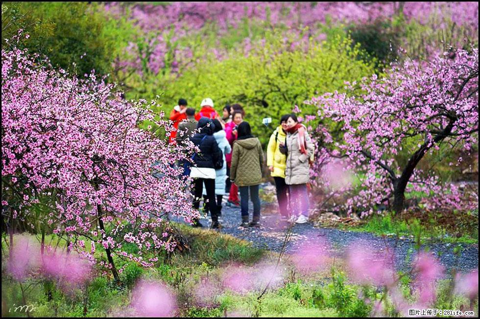 【春天，广西桂林灌阳县向您发出邀请！】官庄村有个醉美的桃花园 - 游山玩水 - 柳州生活社区 - 柳州28生活网 liuzhou.28life.net