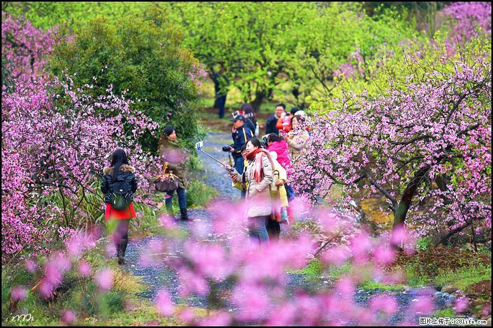 【春天，广西桂林灌阳县向您发出邀请！】官庄村有个醉美的桃花园 - 游山玩水 - 柳州生活社区 - 柳州28生活网 liuzhou.28life.net