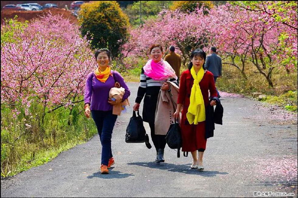 【春天，广西桂林灌阳县向您发出邀请！】官庄村有个醉美的桃花园 - 游山玩水 - 柳州生活社区 - 柳州28生活网 liuzhou.28life.net