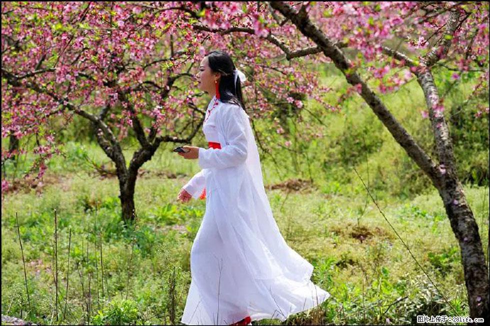 【春天，广西桂林灌阳县向您发出邀请！】官庄村有个醉美的桃花园 - 游山玩水 - 柳州生活社区 - 柳州28生活网 liuzhou.28life.net