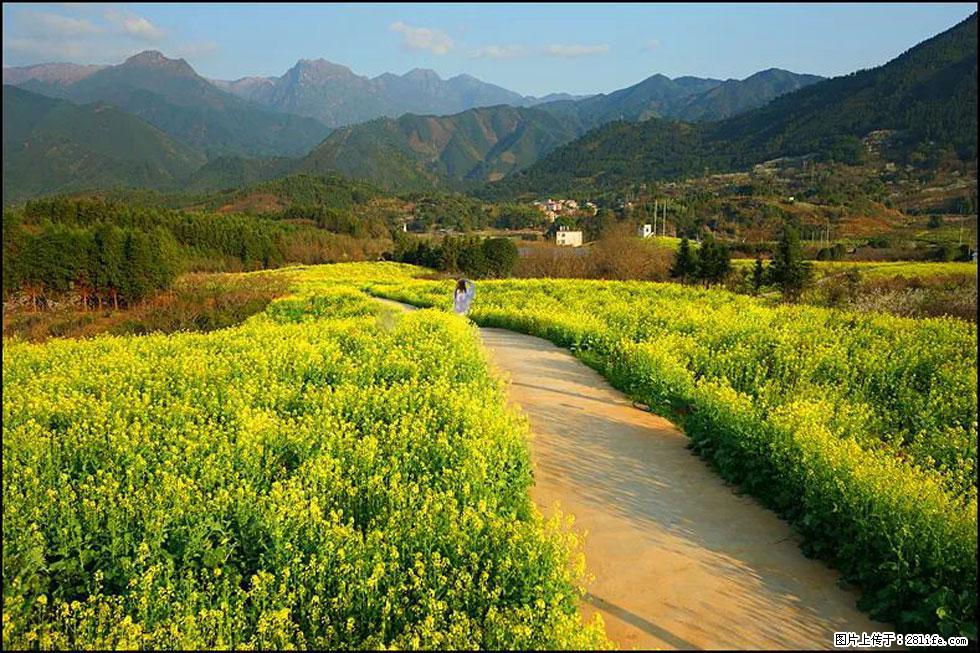 【春天，广西桂林灌阳县向您发出邀请！】长坪村油菜盛情花开 - 游山玩水 - 柳州生活社区 - 柳州28生活网 liuzhou.28life.net