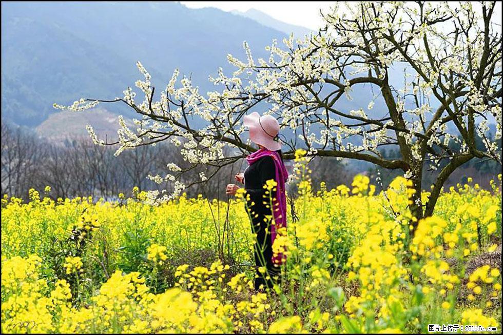【春天，广西桂林灌阳县向您发出邀请！】长坪村油菜盛情花开 - 游山玩水 - 柳州生活社区 - 柳州28生活网 liuzhou.28life.net