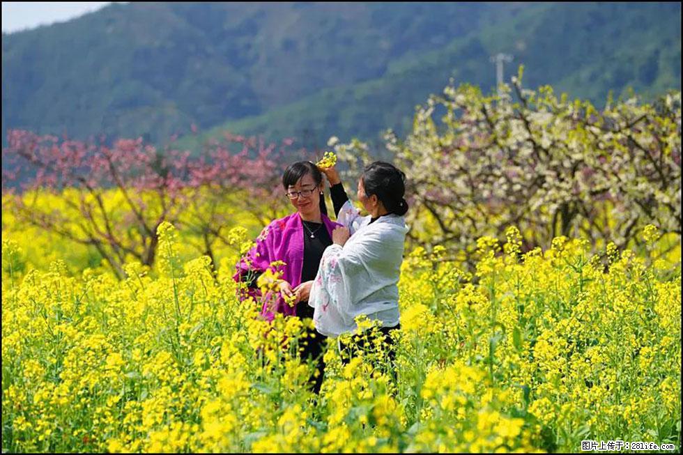 【春天，广西桂林灌阳县向您发出邀请！】长坪村油菜盛情花开 - 游山玩水 - 柳州生活社区 - 柳州28生活网 liuzhou.28life.net