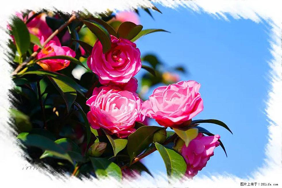 【春天，广西桂林灌阳县向您发出邀请！】杨柳井茶花惹人爱 - 游山玩水 - 柳州生活社区 - 柳州28生活网 liuzhou.28life.net