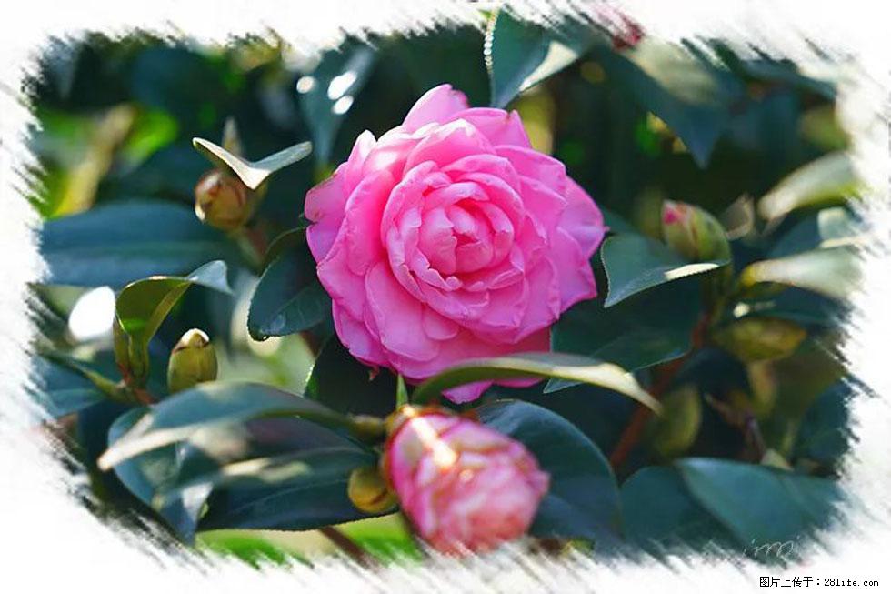 【春天，广西桂林灌阳县向您发出邀请！】杨柳井茶花惹人爱 - 游山玩水 - 柳州生活社区 - 柳州28生活网 liuzhou.28life.net