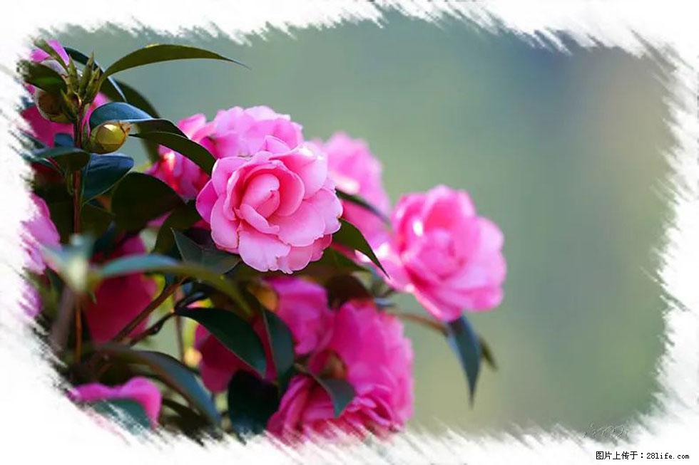 【春天，广西桂林灌阳县向您发出邀请！】杨柳井茶花惹人爱 - 游山玩水 - 柳州生活社区 - 柳州28生活网 liuzhou.28life.net