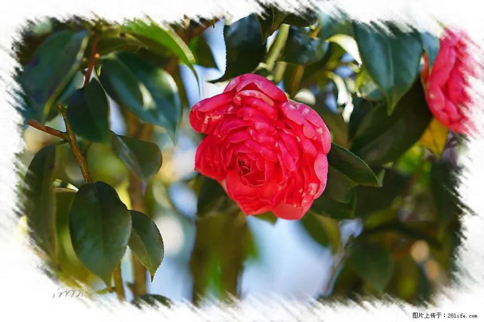 【春天，广西桂林灌阳县向您发出邀请！】杨柳井茶花惹人爱 - 游山玩水 - 柳州生活社区 - 柳州28生活网 liuzhou.28life.net