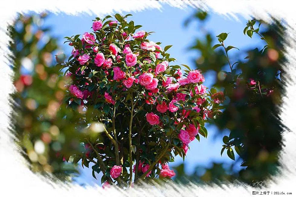 【春天，广西桂林灌阳县向您发出邀请！】杨柳井茶花惹人爱 - 游山玩水 - 柳州生活社区 - 柳州28生活网 liuzhou.28life.net