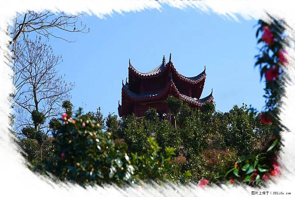【春天，广西桂林灌阳县向您发出邀请！】杨柳井茶花惹人爱 - 游山玩水 - 柳州生活社区 - 柳州28生活网 liuzhou.28life.net