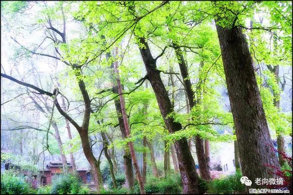 【春天，广西桂林灌阳县向您发出邀请！】在小龙村与春天约会 - 游山玩水 - 柳州生活社区 - 柳州28生活网 liuzhou.28life.net