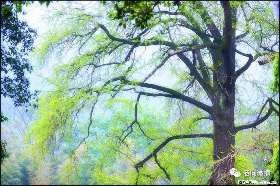 【春天，广西桂林灌阳县向您发出邀请！】在小龙村与春天约会 - 游山玩水 - 柳州生活社区 - 柳州28生活网 liuzhou.28life.net