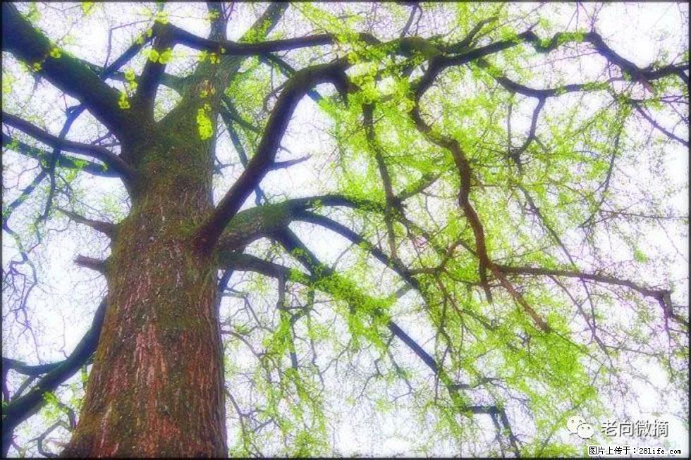 【春天，广西桂林灌阳县向您发出邀请！】在小龙村与春天约会 - 游山玩水 - 柳州生活社区 - 柳州28生活网 liuzhou.28life.net