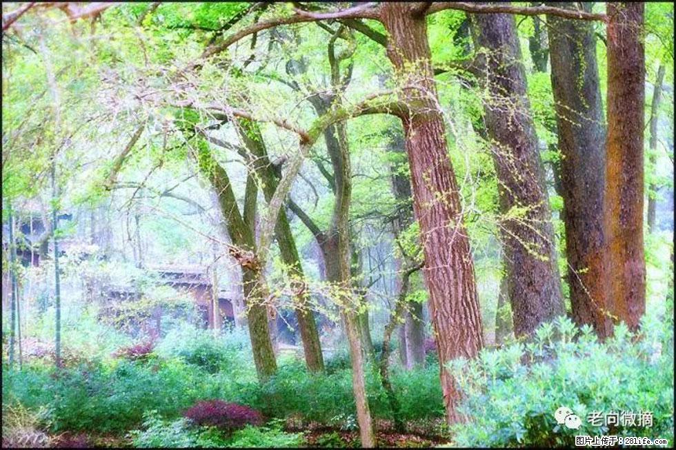 【春天，广西桂林灌阳县向您发出邀请！】在小龙村与春天约会 - 游山玩水 - 柳州生活社区 - 柳州28生活网 liuzhou.28life.net