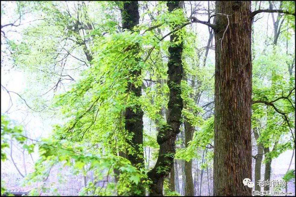 【春天，广西桂林灌阳县向您发出邀请！】在小龙村与春天约会 - 游山玩水 - 柳州生活社区 - 柳州28生活网 liuzhou.28life.net