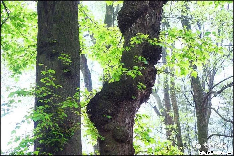 【春天，广西桂林灌阳县向您发出邀请！】在小龙村与春天约会 - 游山玩水 - 柳州生活社区 - 柳州28生活网 liuzhou.28life.net