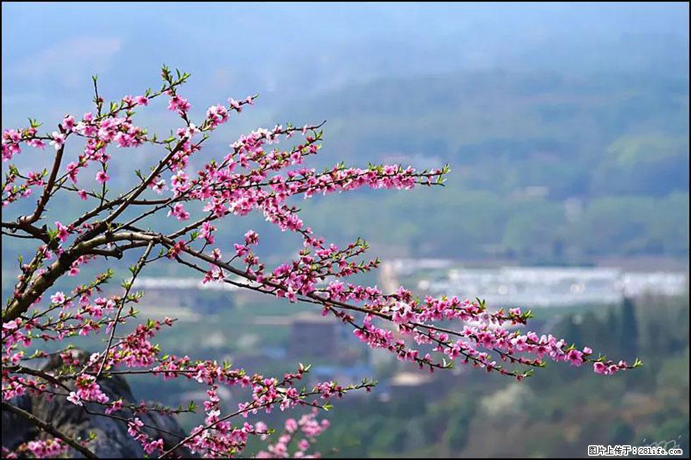 【春天，广西桂林灌阳县向您发出邀请！】望月岭上桃花开 - 游山玩水 - 柳州生活社区 - 柳州28生活网 liuzhou.28life.net