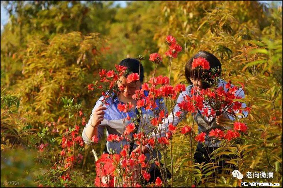 【春天，广西桂林灌阳县向您发出邀请！】登麒麟山，相约映山红 - 游山玩水 - 柳州生活社区 - 柳州28生活网 liuzhou.28life.net