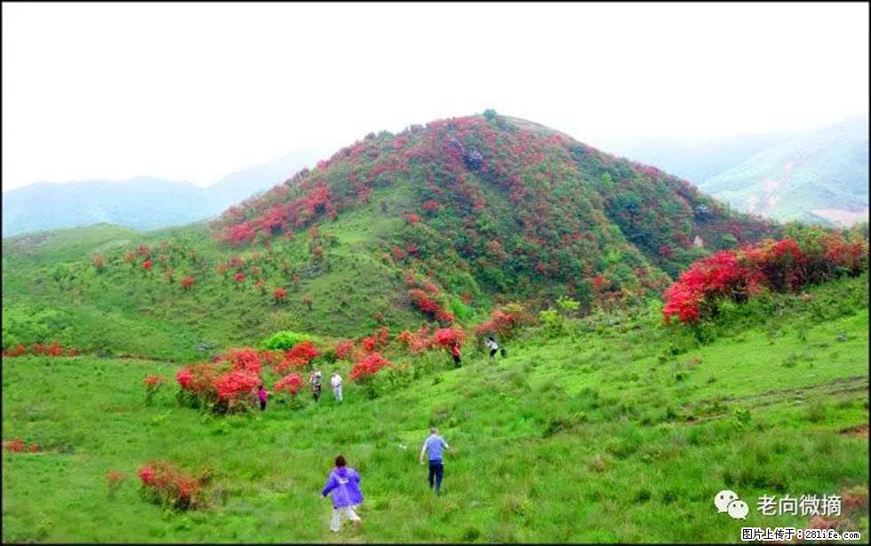 【春天，广西桂林灌阳县向您发出邀请！】宝盖山上映山红 - 游山玩水 - 柳州生活社区 - 柳州28生活网 liuzhou.28life.net