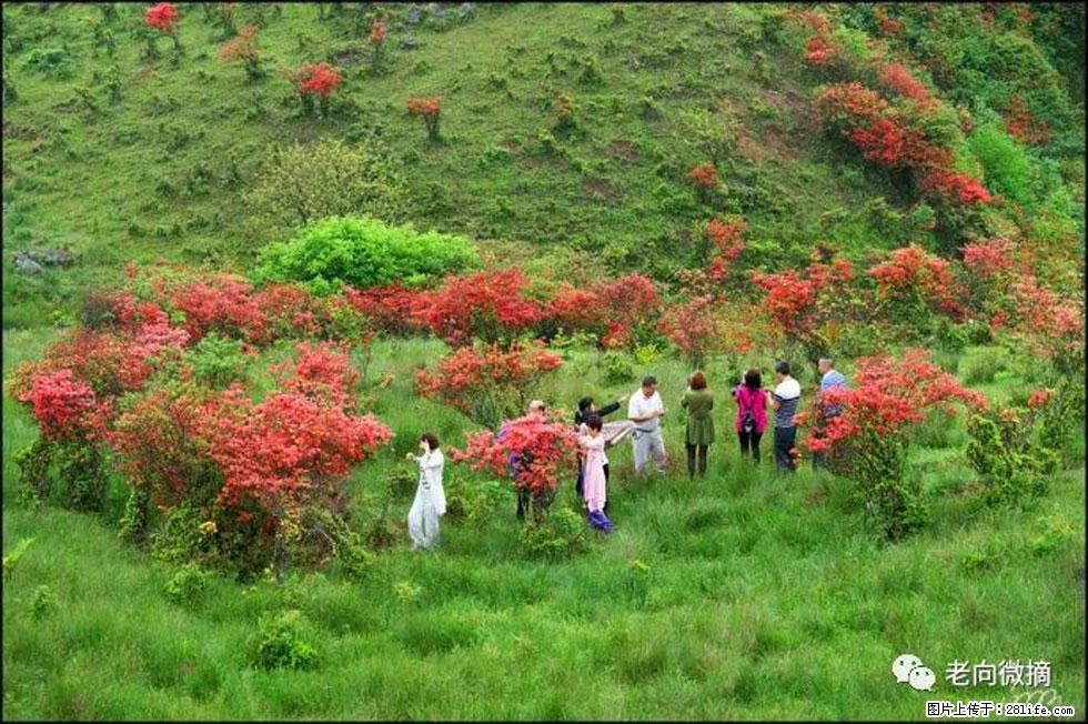 【春天，广西桂林灌阳县向您发出邀请！】宝盖山上映山红 - 游山玩水 - 柳州生活社区 - 柳州28生活网 liuzhou.28life.net