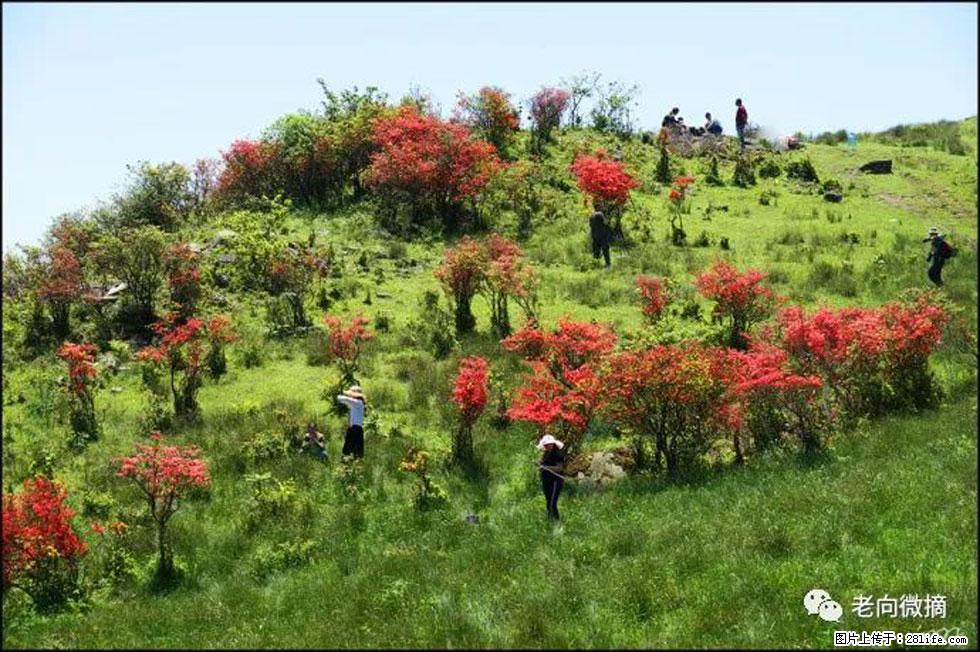 【春天，广西桂林灌阳县向您发出邀请！】宝盖山上映山红 - 游山玩水 - 柳州生活社区 - 柳州28生活网 liuzhou.28life.net