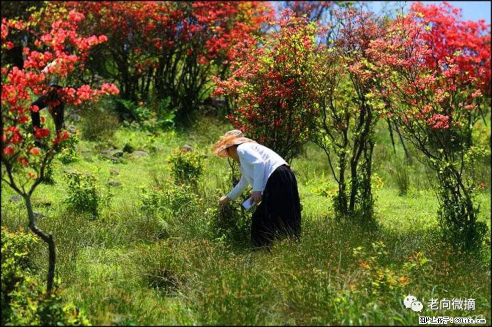 【春天，广西桂林灌阳县向您发出邀请！】宝盖山上映山红 - 游山玩水 - 柳州生活社区 - 柳州28生活网 liuzhou.28life.net