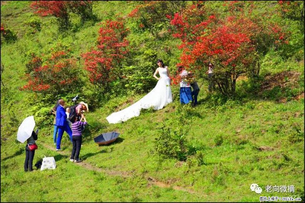 【春天，广西桂林灌阳县向您发出邀请！】宝盖山上映山红 - 游山玩水 - 柳州生活社区 - 柳州28生活网 liuzhou.28life.net