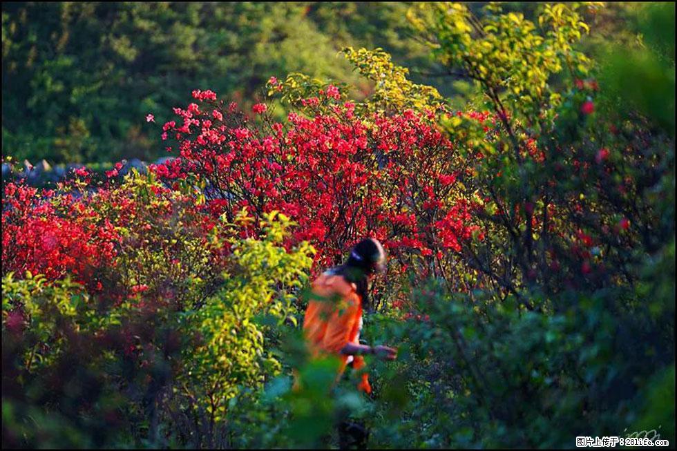 【春天，广西桂林灌阳县向您发出邀请！】春木界上映山红 - 游山玩水 - 柳州生活社区 - 柳州28生活网 liuzhou.28life.net