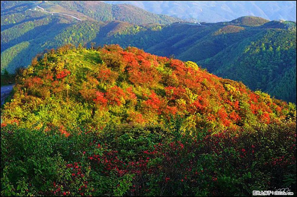 【春天，广西桂林灌阳县向您发出邀请！】春木界上映山红 - 游山玩水 - 柳州生活社区 - 柳州28生活网 liuzhou.28life.net
