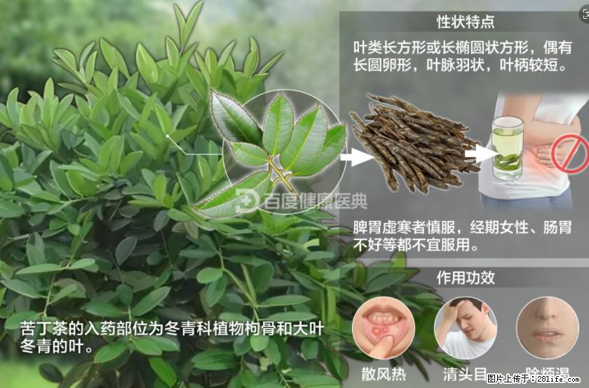 苦丁茶有哪些功效和作用 - 生活百科 - 柳州生活社区 - 柳州28生活网 liuzhou.28life.net