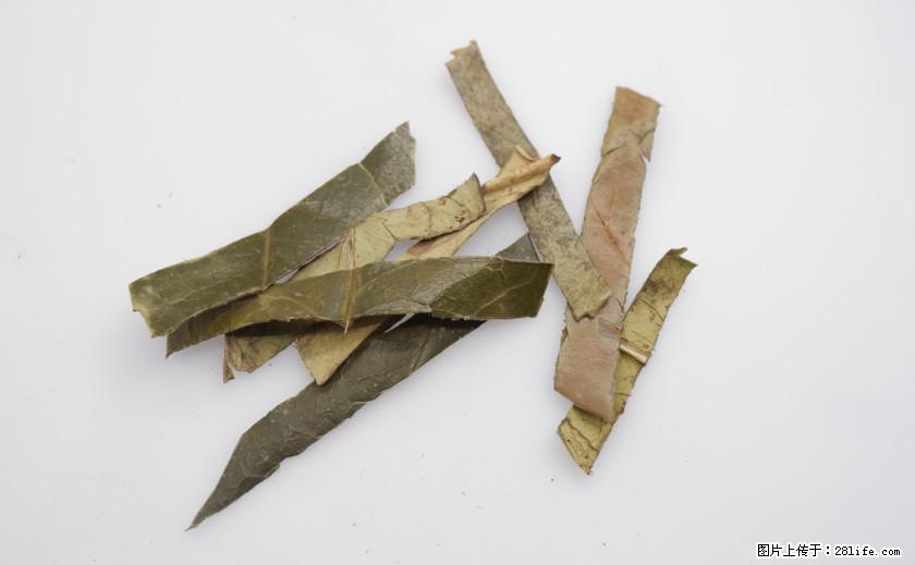 苦丁茶有哪些功效和作用 - 生活百科 - 柳州生活社区 - 柳州28生活网 liuzhou.28life.net