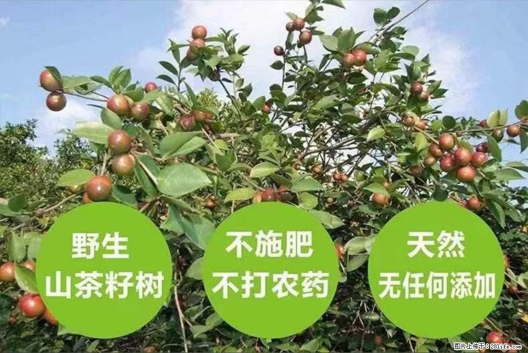 【灌阳县油茶产业示范区】一个有着充实的精神生活的人，对待身外之物自会有一种淡泊的态度 - 美食天地 - 柳州生活社区 - 柳州28生活网 liuzhou.28life.net