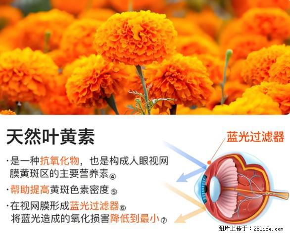 叶黄素有什么功效和作用 - 生活百科 - 柳州生活社区 - 柳州28生活网 liuzhou.28life.net