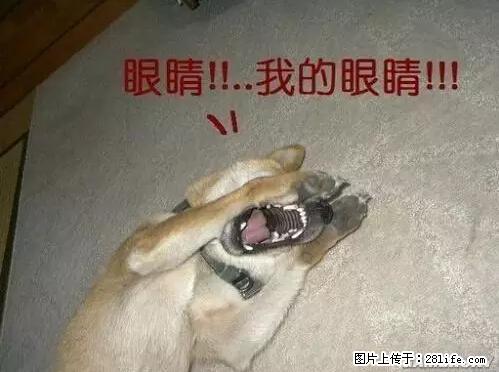 笑癫了！一女的怀孕三年未生，他终于忍不住了... - 娱乐八卦 - 柳州生活社区 - 柳州28生活网 liuzhou.28life.net