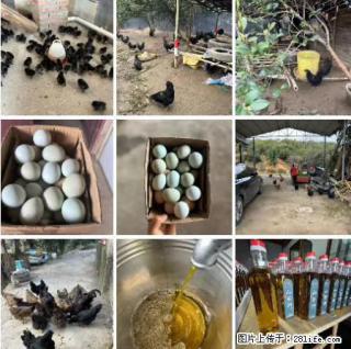 油茶园从小鸡仔开始养起的纯土鸡、土鸡蛋可以预定啦！还有前几天刚榨的纯山茶油哦 - 柳州28生活网 liuzhou.28life.net