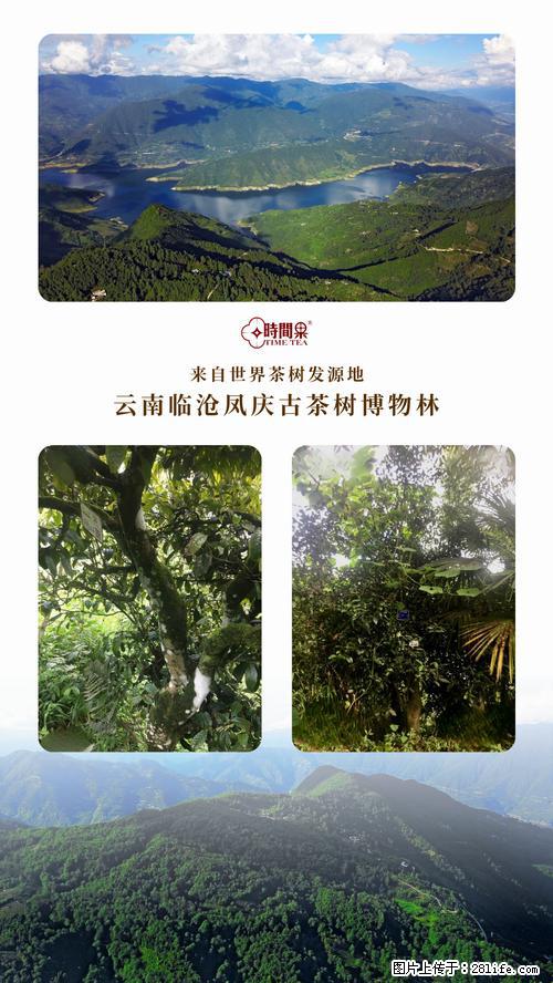 时间果百年古树2025年春红茶 - 购物交流 - 柳州生活社区 - 柳州28生活网 liuzhou.28life.net
