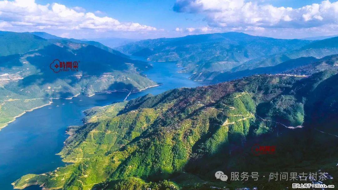 时间果百年古树龙珠普洱生茶 - 购物交流 - 柳州生活社区 - 柳州28生活网 liuzhou.28life.net