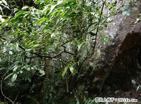 平乐石崖茶，珍贵仅次于金花茶 - 柳州生活资讯 - 柳州28生活网 liuzhou.28life.net