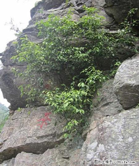 平乐石崖茶，珍贵仅次于金花茶 - 柳州生活资讯 - 柳州28生活网 liuzhou.28life.net