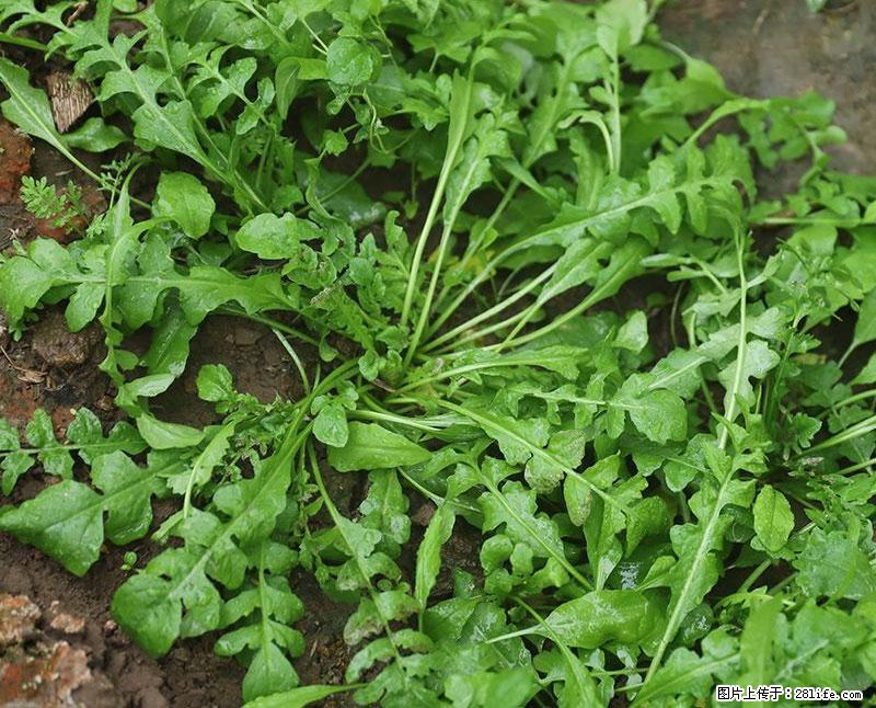 这些蔬菜是“天然钙片”，这6种被医生重点推荐 - 柳州生活资讯 - 柳州28生活网 liuzhou.28life.net