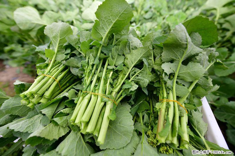 这些蔬菜是“天然钙片”，这6种被医生重点推荐 - 柳州生活资讯 - 柳州28生活网 liuzhou.28life.net